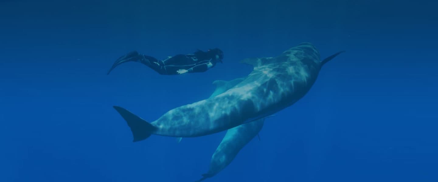 кит и человек под водой