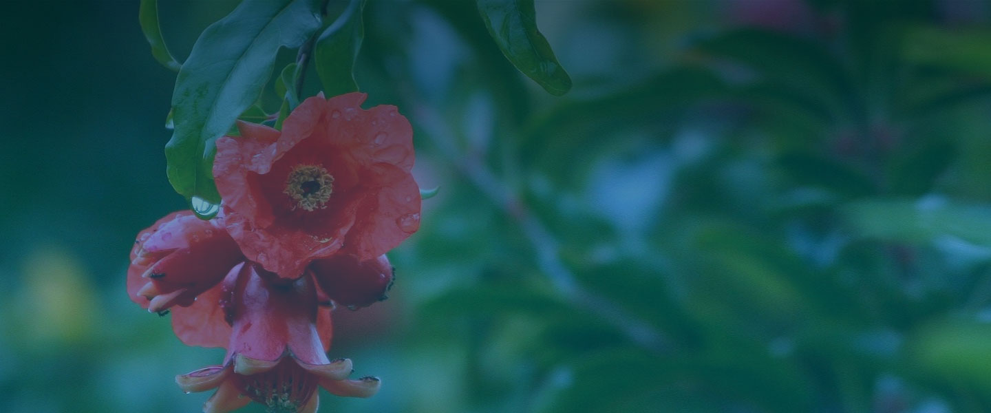 фото красного цветка на ветке дерева
